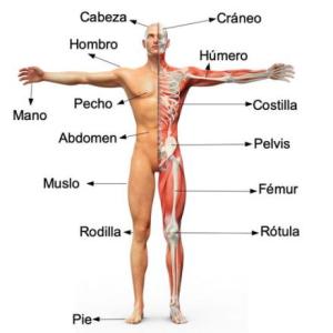 REGIONALIZACION DEL CUERPO