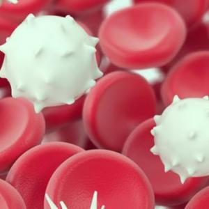 Tejido sanguíneo y hematopoyesis 