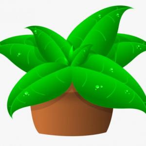 VEGETABLES AND PLANTS