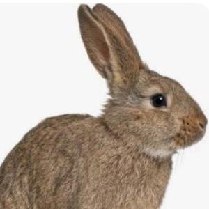 Portada del juego Descubre en animal domestico – Lengua
