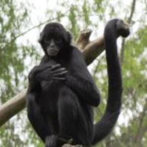Conocemos los animales y los numeros