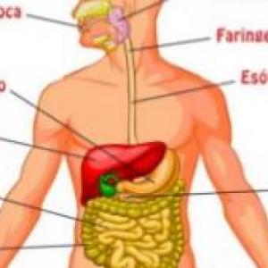 digestión y respiración