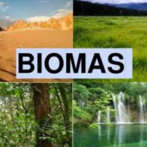 Biomas Mili Lucas Barbi