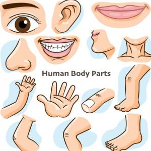 PARTES DEL CUERPO
