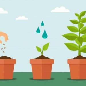 ¿Ayudamos a la planta a crecer?