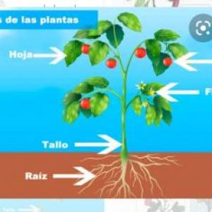 Las plantas
