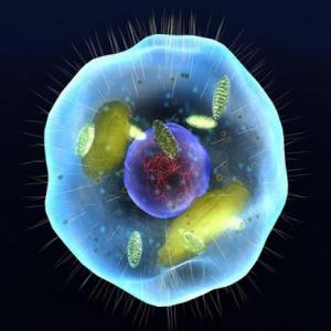 Imagen de portada del videojuego educativo: Entrando en la célula, de la temática Biología