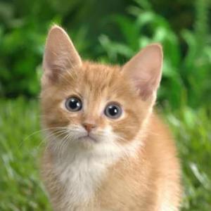gatitos tiernos