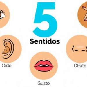 órganos de los sentidos