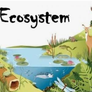 What is an Ecosystem