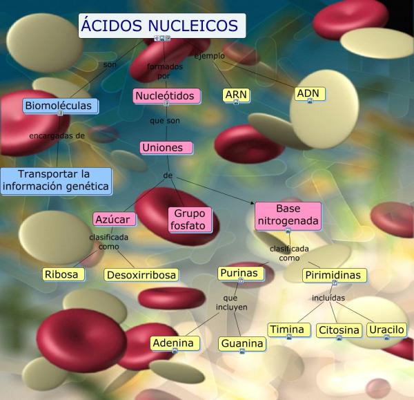 Conoce un poco sobre los ácidos nucleicos