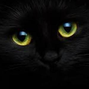 cuento del gato negro