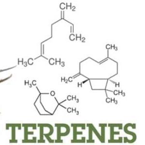 Terpenos