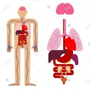 órganos del cuerpo