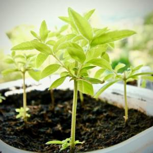 Partes de las plantas