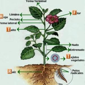 Los órganos de la planta y su función reproductora