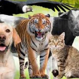 trivia de animales