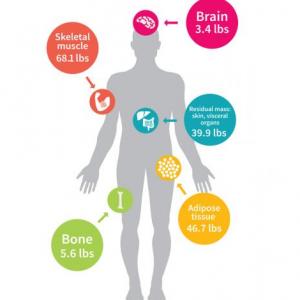 Metabolismo