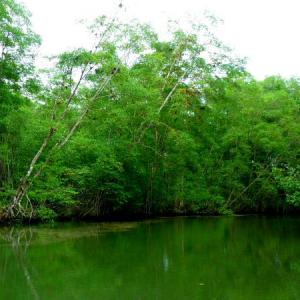 Componentes de un Manglar