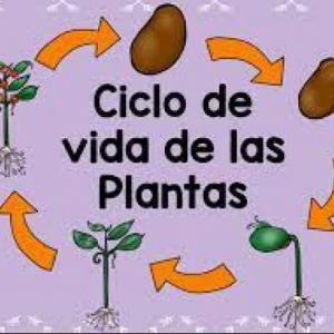 CICLO DE VIDA DE LAS PLANTAS