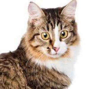 GATOPLAY (ISAAC) VALLE