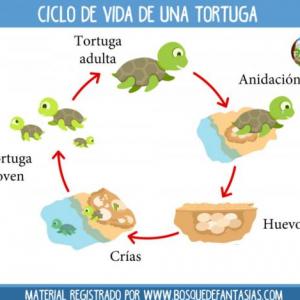 Ciclo de vida