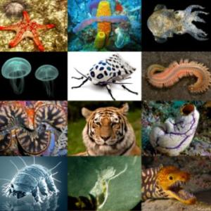 Los animales