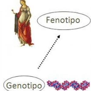 Fenotipo y Genotipo