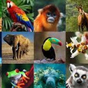 los animales