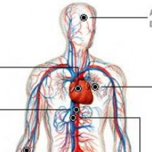 Imagen de portada del videojuego educativo: Sistema circulatorio, de la temática Biología