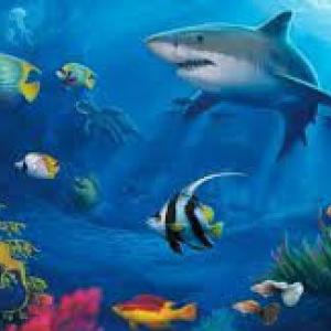 Imagen de portada del videojuego educativo: animales que viven en el agua, de la temática Medio ambiente