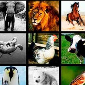 TIPOS DE ANIMALES