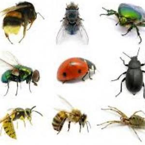 MEMORIA.LOS INSECTOS