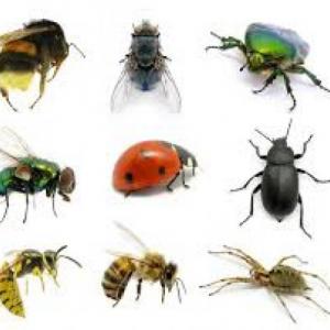 TRIVIA DE INSECTOS