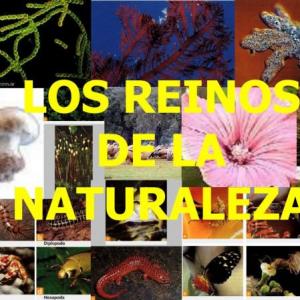 REINOS DE LA NATURALEZA