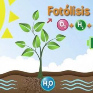 Nutrición en plantas