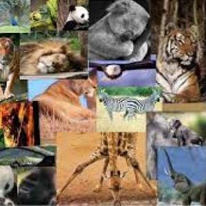 Nombres de Animales del mundo