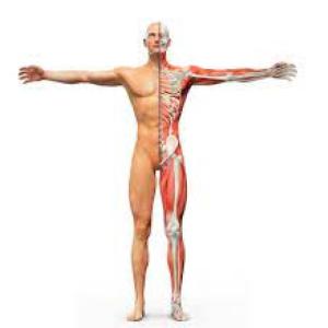 el cuerpo humano