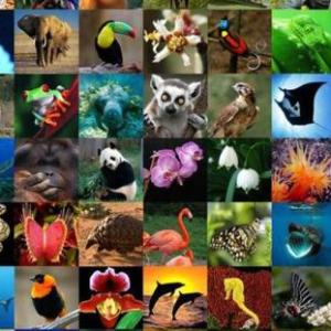 Memorama de animales