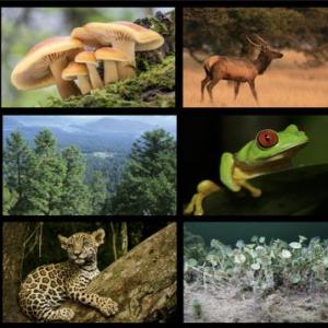 Reinos de la Naturaleza