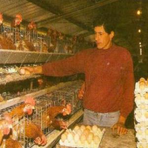 Aspectos relacionados con instalaciones avícolas