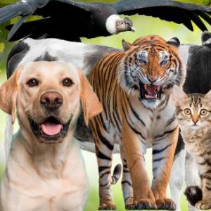 Animales 2