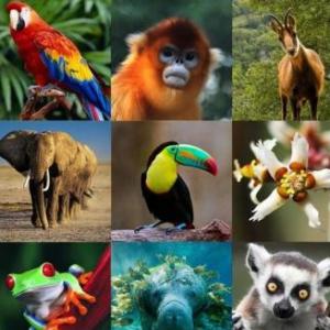 Animales 5