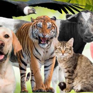 Animales