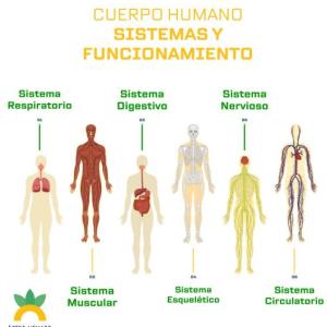Tipos de sistemas del cuerpo humano