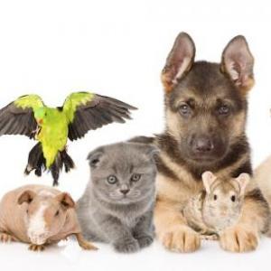 Pets