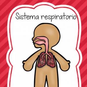 Sistema respiratorio