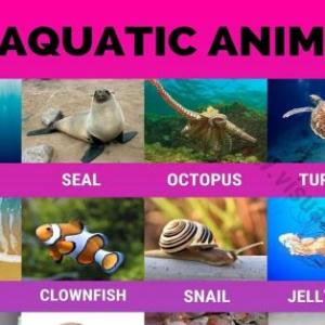 Learning english