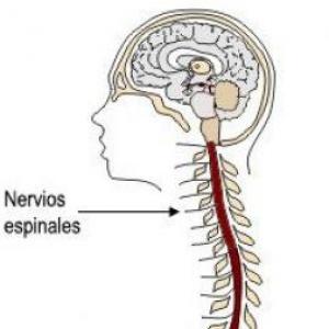 Imagen de portada del videojuego educativo: Sistema Nervioso, de la temática Biología