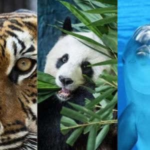 ANIMALS!